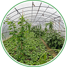 自產(chǎn)自銷(xiāo)，物美價(jià)廉